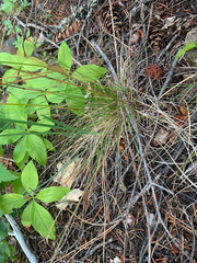 Festuca occidentalis