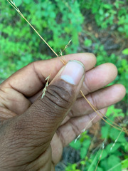 Festuca occidentalis