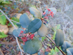 Ribes viburnifolium
