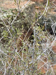 Prunus fasciculata