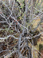 Prunus fasciculata