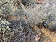 Prunus fasciculata