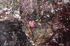 Okenia rosacea