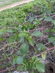 Viburnaceae