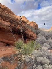 Yucca utahensis