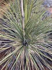 Yucca utahensis