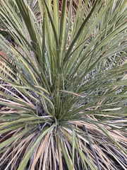 Yucca utahensis