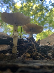 Amanita solaniolens