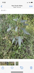 Brachychiton populneus