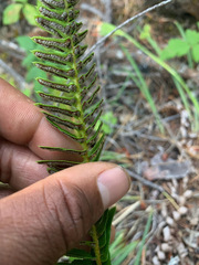 Polystichum imbricans imbricans