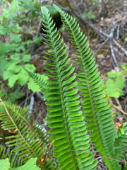 Polystichum imbricans imbricans
