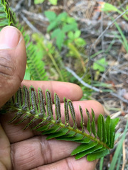 Polystichum imbricans imbricans