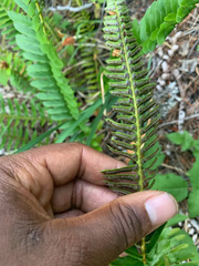 Polystichum imbricans imbricans