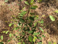 Erythroxylum