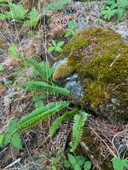 Polystichum imbricans imbricans