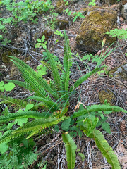 Polystichum imbricans imbricans
