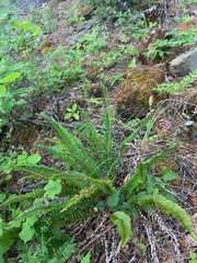 Polystichum imbricans imbricans