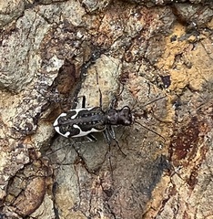 Neocicindela tuberculata