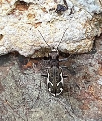 Neocicindela tuberculata