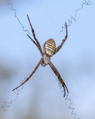 Argiope magnifica