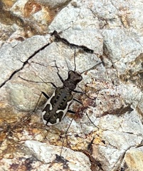 Neocicindela tuberculata