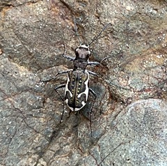 Neocicindela tuberculata