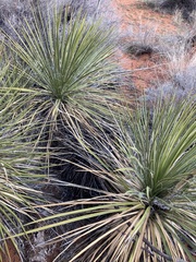 Yucca utahensis