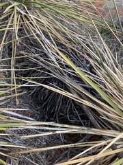Yucca utahensis