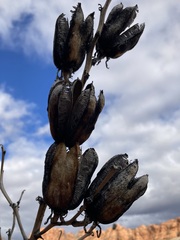 Yucca utahensis