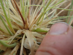 Spinifex sericeus