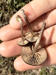 Entolomataceae