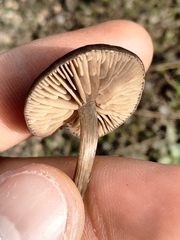 Entolomataceae