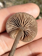 Entolomataceae