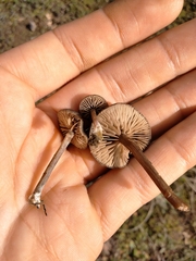 Entolomataceae