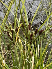 Cyperus ustulatus