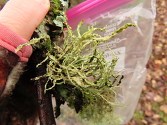 Ramalina subleptocarpha