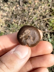 Entolomataceae