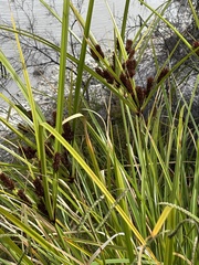 Cyperus ustulatus