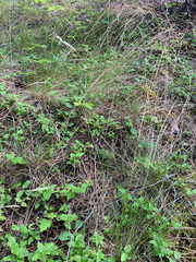 Festuca occidentalis