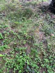 Festuca occidentalis