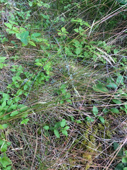 Festuca occidentalis