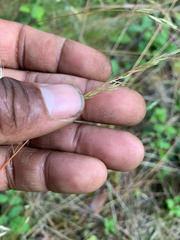 Festuca occidentalis