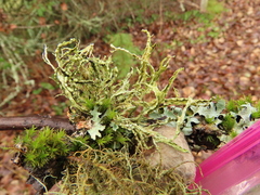 Ramalina subleptocarpha