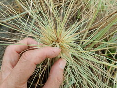 Spinifex sericeus