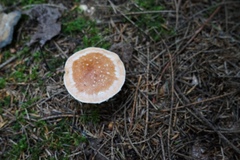 Leucocortinarius bulbiger