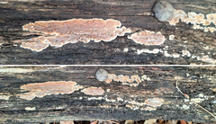 Peniophora incarnata