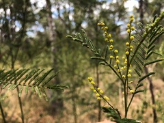 Acacia loroloba