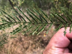 Acacia loroloba