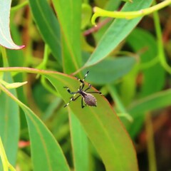 Gelonus tasmanicus