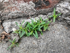 Oldenlandia corymbosa